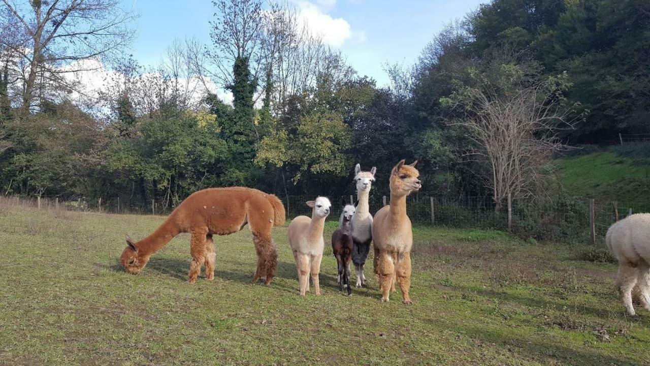 La Ferme Des Andes - Gite L'Atelier Quins Exteriér fotografie