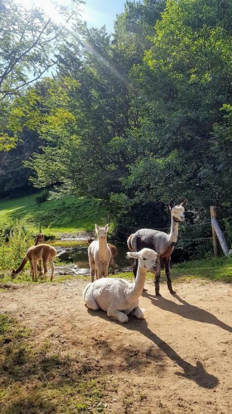 La Ferme Des Andes - Gite L'Atelier Quins Exteriér fotografie